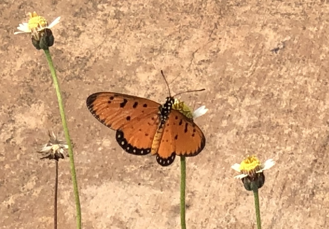 Coster Butterfly